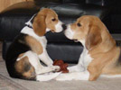 Beagle Beethoven mit seiner Schwester Emma